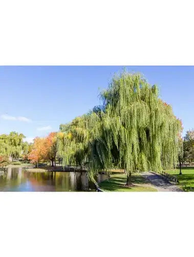 What to Know About Weeping Willows - TN Nursery