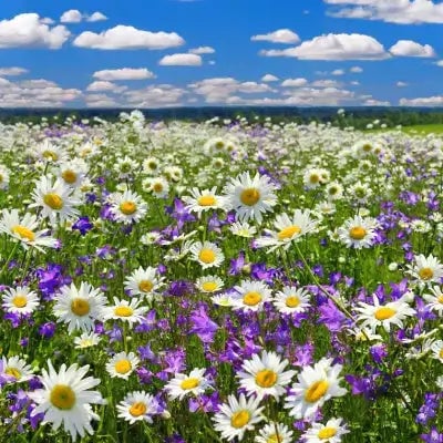 Wholesale Nursery Plants - TN Nursery
