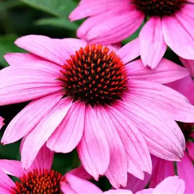 Deer Resistant Plants | TN Nursery - TN Nursery