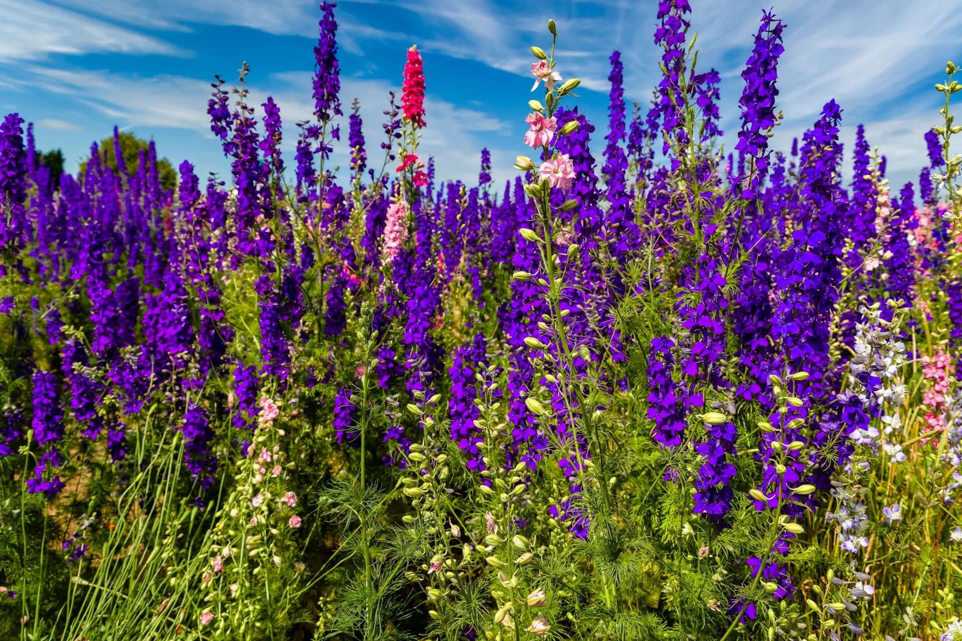 Vibrant larkspur field of tall purple delphinium flowers under blue sky