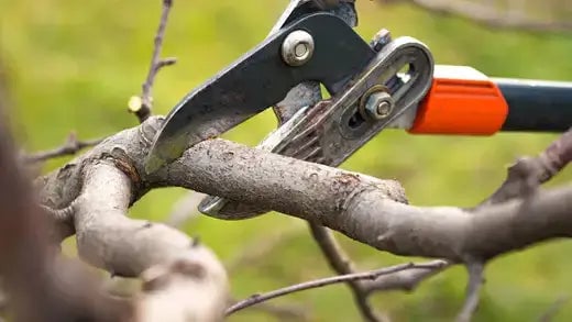 Propagating Cuttings | What to Know - TN Nursery