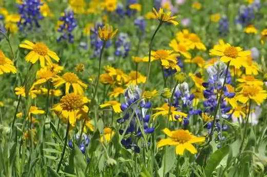 Growing Wildflowers in Gardens | TN Nursery - TN Nursery