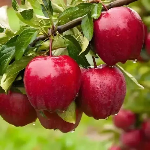Nursery Fruit Trees - TN Nursery