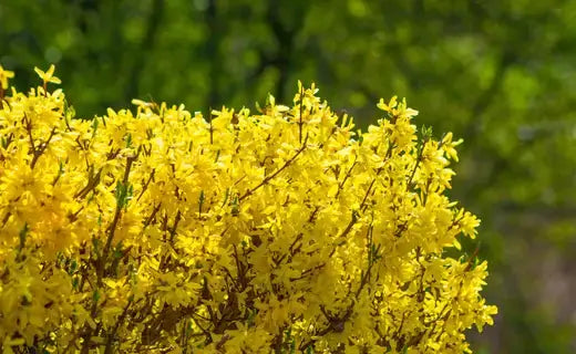 A Guide to Training Shrubs into Beautiful Hedges - TN Nursery