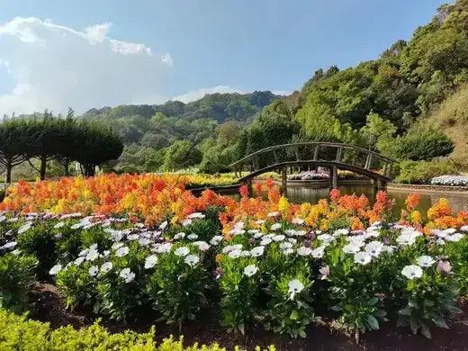 16 Flowering perennials for your outdoor space - TN Nursery