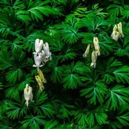 7 Must Have Perennials to Make Your Garden Stunning - TN Nursery