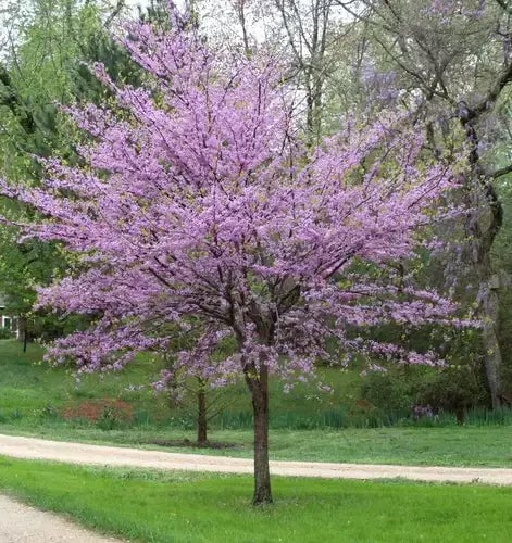 Cheap Ways to Decorate Your Garden - TN Nursery