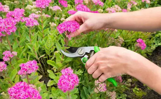Pruning Perennials in the Fall - TN Nursery