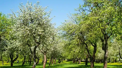 May Apple For Sale At The Tn Nursery - TN Nursery