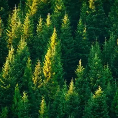 Evergreen Tree Uses and Advantages - TN Nursery