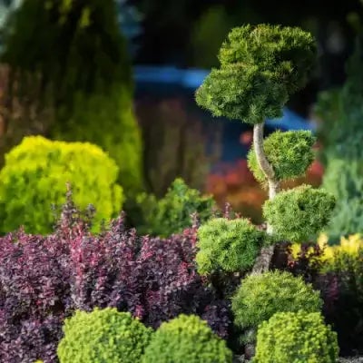 TN Nursery - My Mosquito Repellent Plants Work - Reviews - TN Nursery
