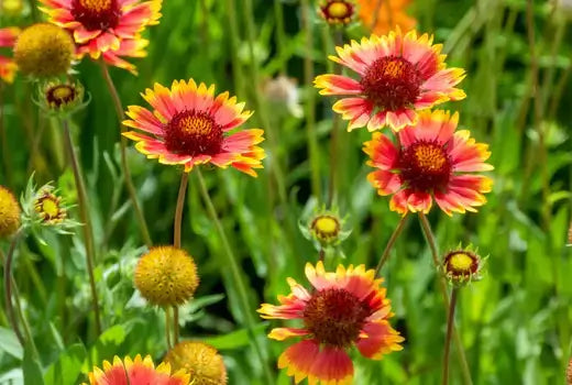 4 Long Blooming Season Perennial Favorites for Autumn - TN Nursery