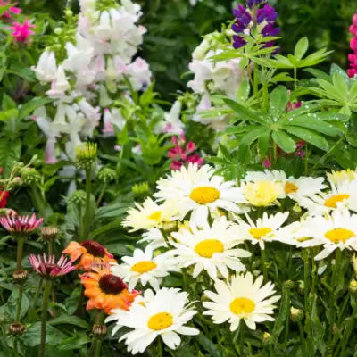 4 Super Easy Perennials to Grow In Starters Gardens, Low Maintenance - TN Nursery
