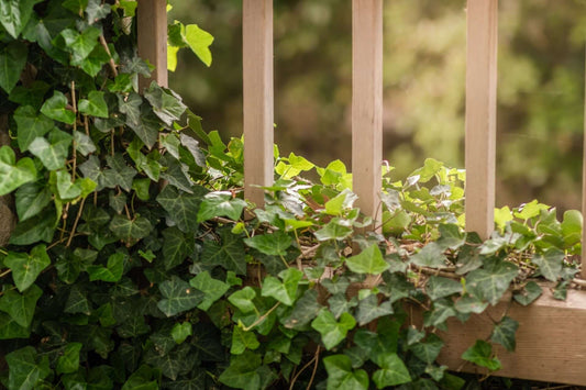 English Ivy
