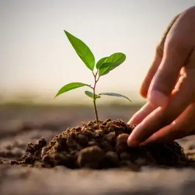 Free Plant Donations at Tn Nursery | Nursery - TN Nursery