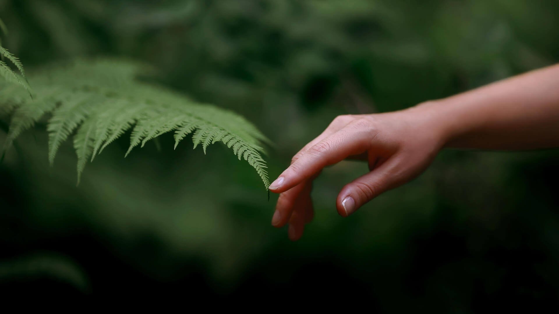 Easy ferns to grow