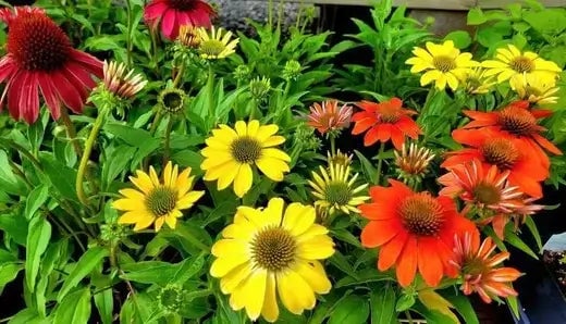 Pruning and Deadheading are Essential to Maintain A Healthy Perennial Garden - TN Nursery