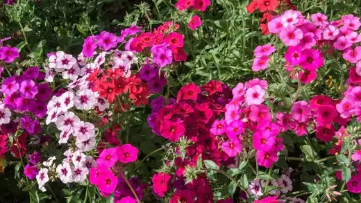 Vibrant annual phlox flowers in pink, magenta, red and white shades