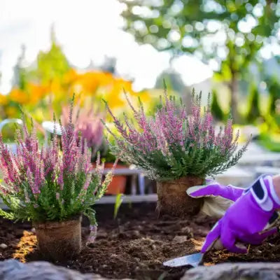 Top 10 Spring Blooming Perennials - TN Nursery