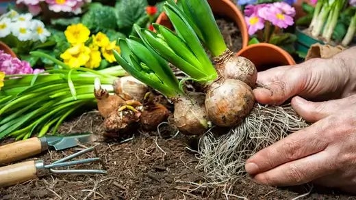 10 Planting Bulbs Care and guide - TN Nursery
