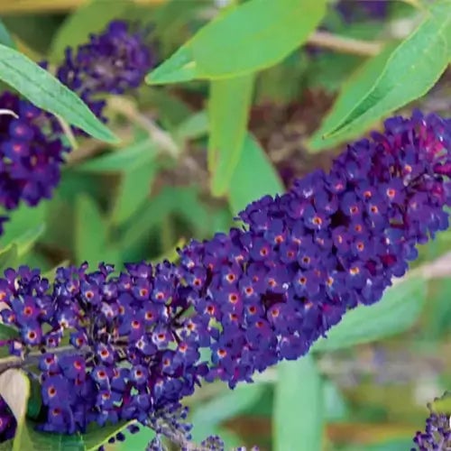 Benefits of Shrubs in Landscaping - TN Nursery