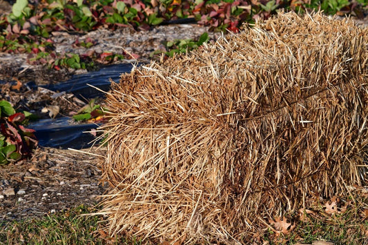 Hay Bale Gardening- Simple Steps for a Productive Garden