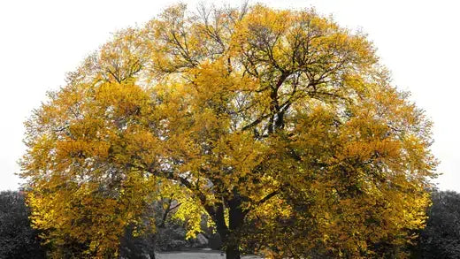 The Extroidinary Redwood Tree - TN Nursery