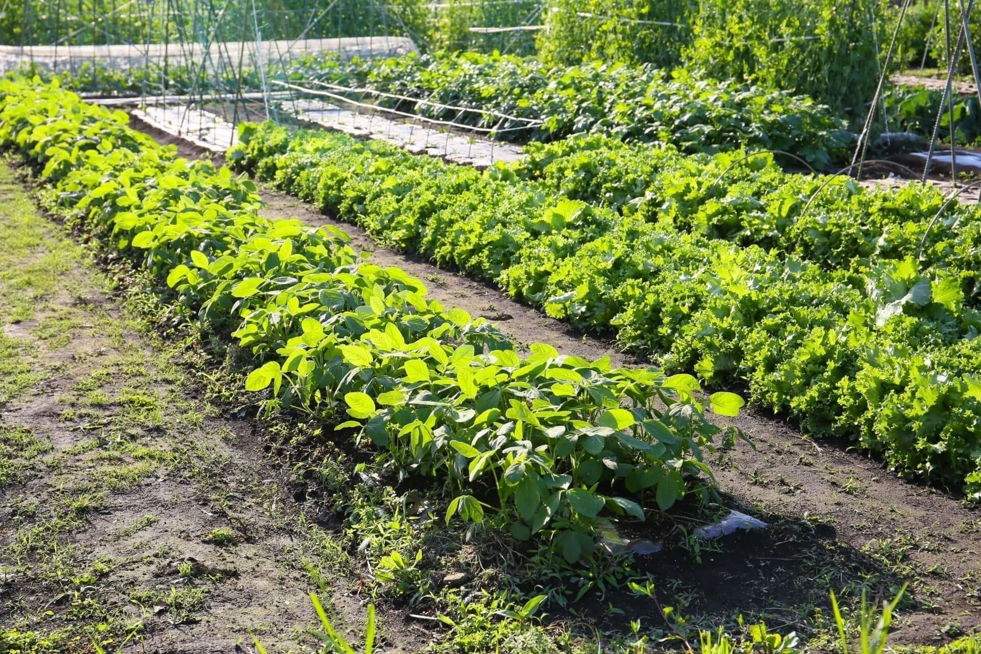 Cultivating Change One Seed at a Time