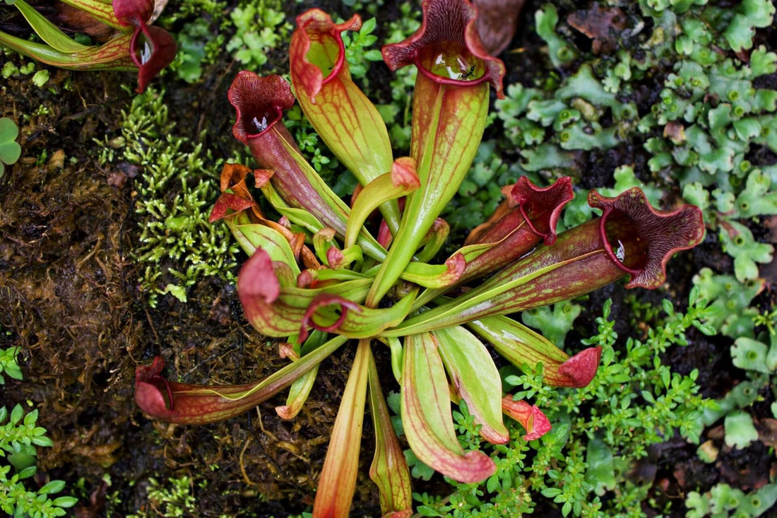 purple pitcher plant 