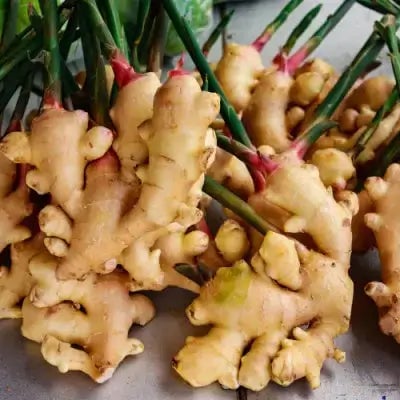 5 Herbal Plant Health Benefits | TN Nursery - TN Nursery