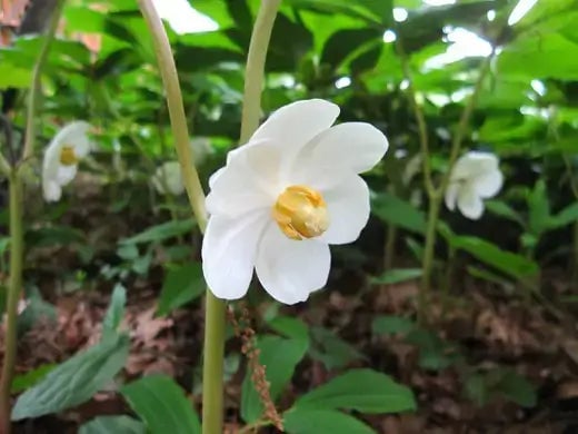 The healing power of May Apple - TN Nursery
