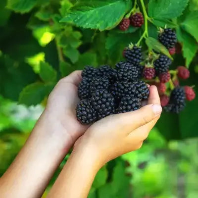 How Do You Plant a Berry Bush? - TN Nursery