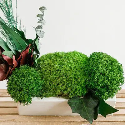 Create Stunning Designs with Topiary Moss in Your Garden – TN Nursery
