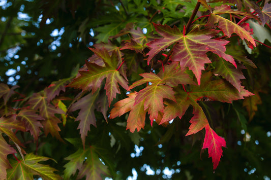 Oak Tree Leaves 