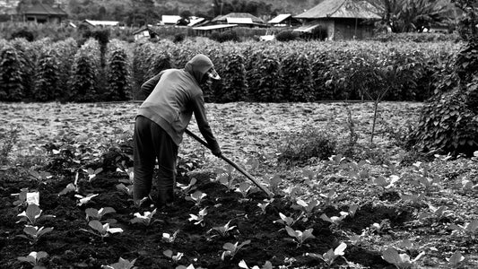The Resilience of Gardens: How Gardens Helped People Survive in the Past - TN Nursery
