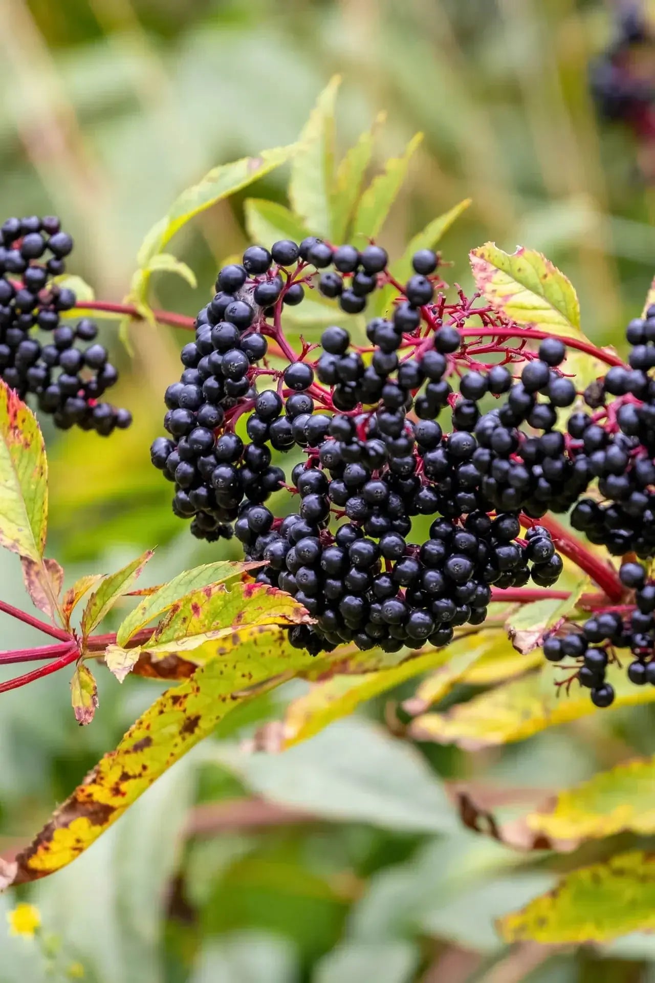 How to Grow Big Plants - TN Nursery