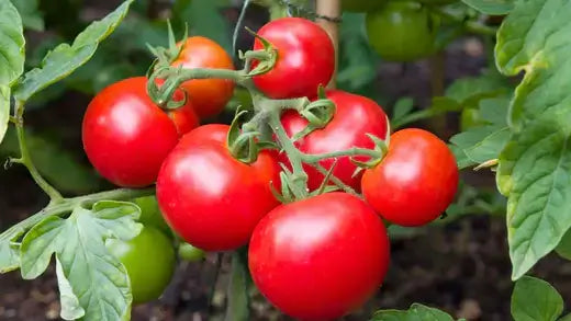 Growing Tomatoes