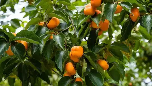 Persimmon Tree Cultivation, Care and Culinary Uses - TN Nursery