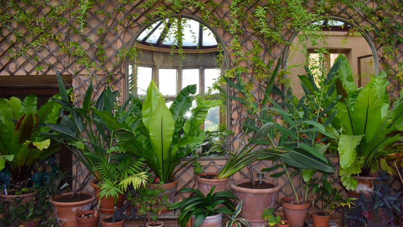5 Best Ferns to Grow In a Pot - TN Nursery