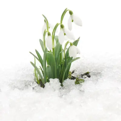 5 Best Plant Choices for Colder Climates - TN Nursery