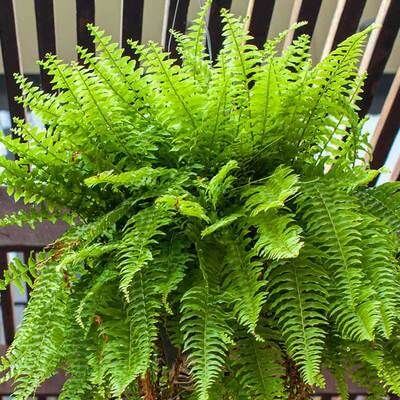 5 Ferns for Indoor and Outdoor Gardens - TN Nursery
