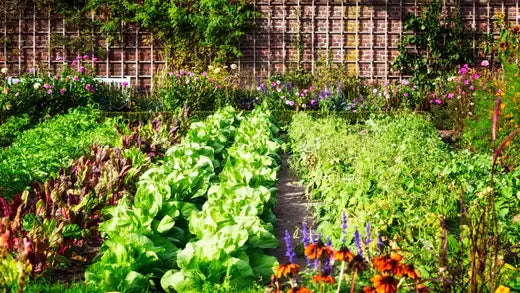 5 Steps To Organic Gardening - TN Nursery