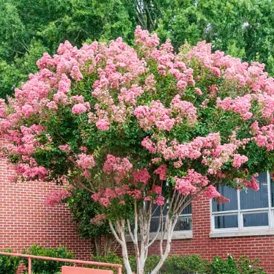 5 Trees That Are Ideal For Any Backyard - TN Nursery