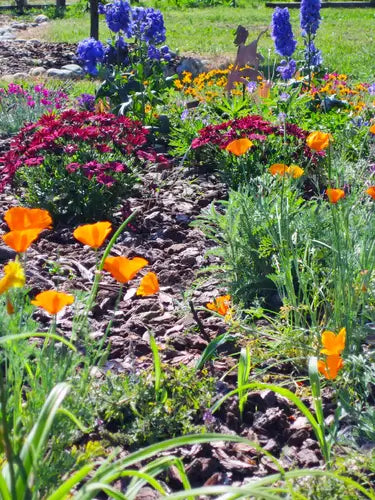5 ways Mixing Colors in Your Gardens. - TN Nursery