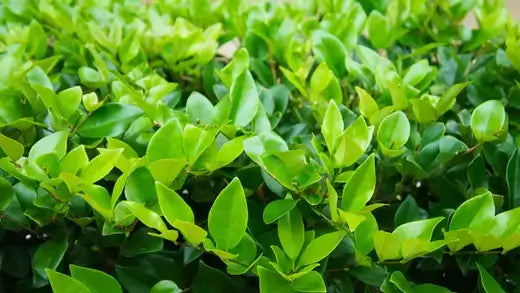 Wax Leaf Privet: A Resilient, Low-Maintenance, and Versatile Shrub - TN Nursery