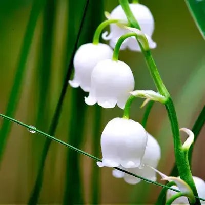 Shade-loving Perennials for your Garden - TN Nursery