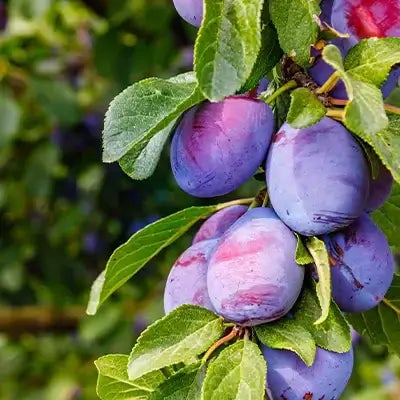 Why Planting Fruiting Plum Trees is a Smart Choice: Advantages and Benefits - TN Nursery