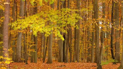 10 Native Trees Like The Pin Oak Tree - TN Nursery