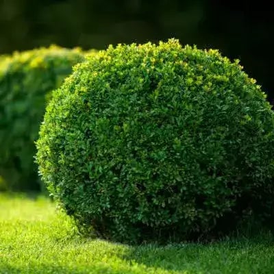 15 Best Plants for Dry Weather | TN Nursery - TN Nursery
