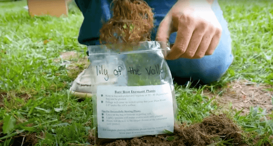 Common Spring Plant Diseases